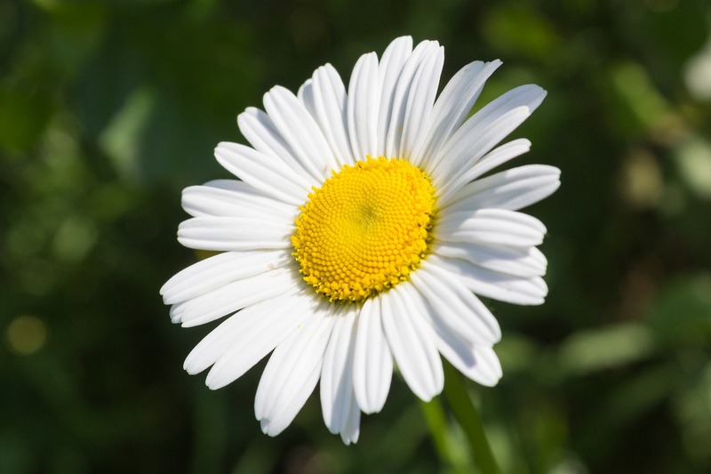 Надежда, мама девочки 10 лет